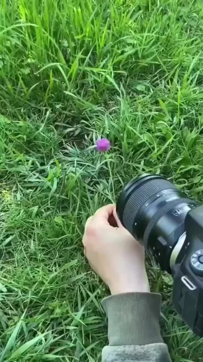 Вот как выглядит дикий хомяк