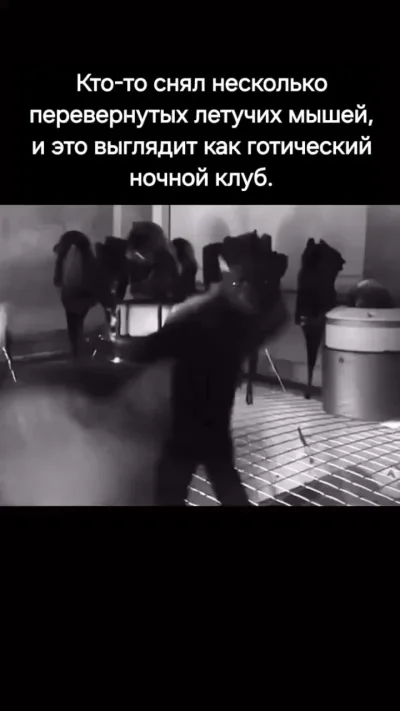 Мыши тусуются