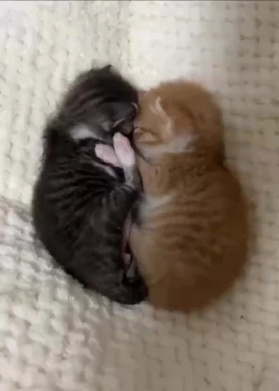 Спать, сиеста