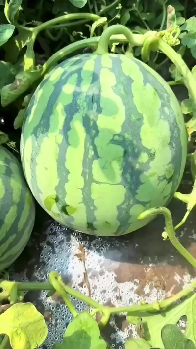 Видео со вкусом и ароматом!