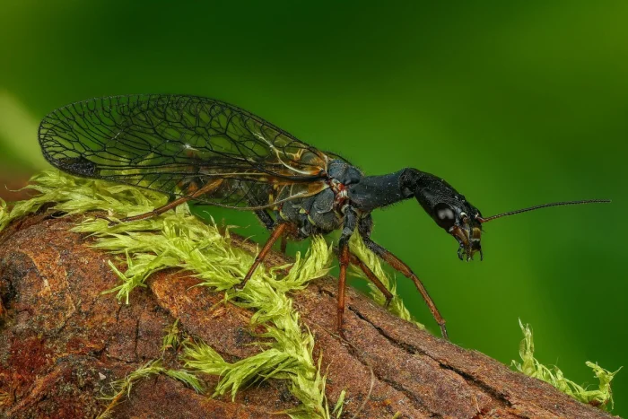 Верблюдка: пугающий сосед на даче, который на самом деле защищает ваш огород