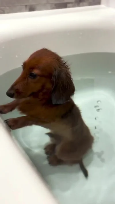 Собака с функцией джакузи)