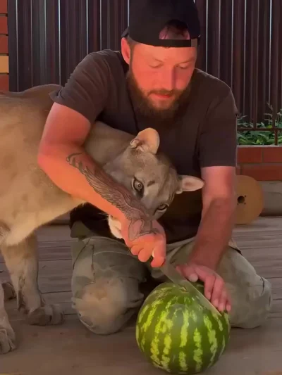 Любопытная кошка