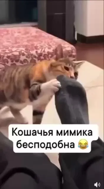 Реакция котиков на запахи
