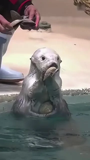 Самое милое животное