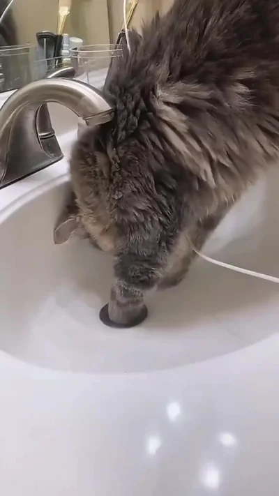 Ну и кто там говорил, что коты бесполезные?