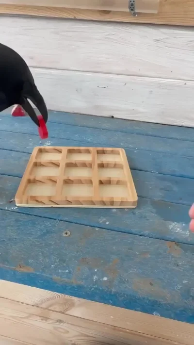 Любит играть