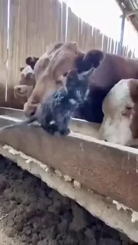 Гни свою линию!