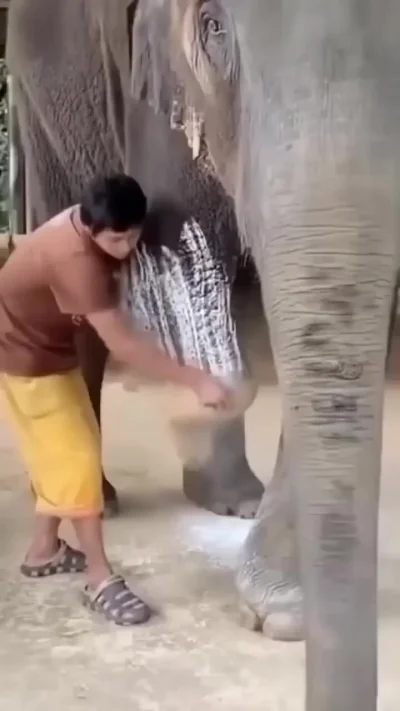 Mosha the 3 Legged Elephant