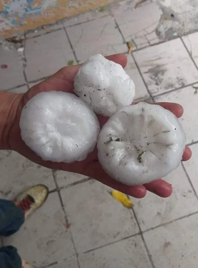 14 гигантов из реального мира: вещи и существа необычных размеров