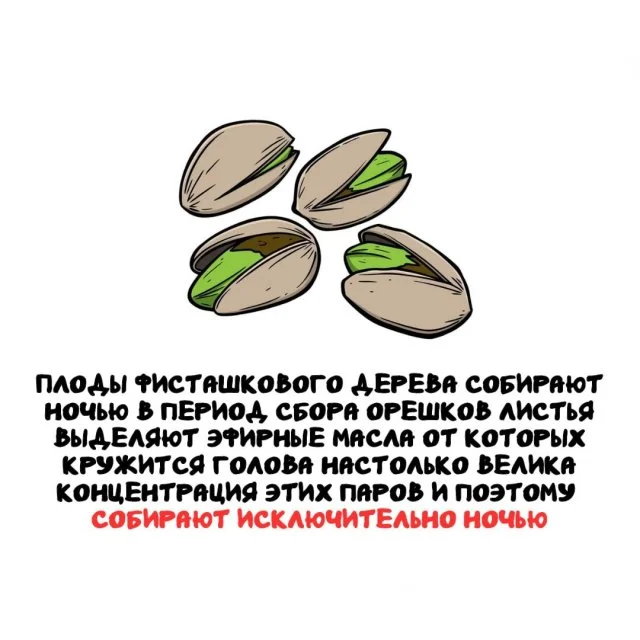 Подборка удивительных фактов обо всём на свете