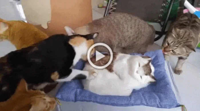 Разнообразные ГИФки #175