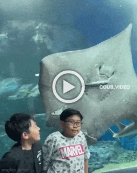 Разнообразные ГИФки #178