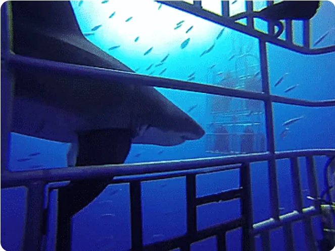 Разнообразные ГИФки #183