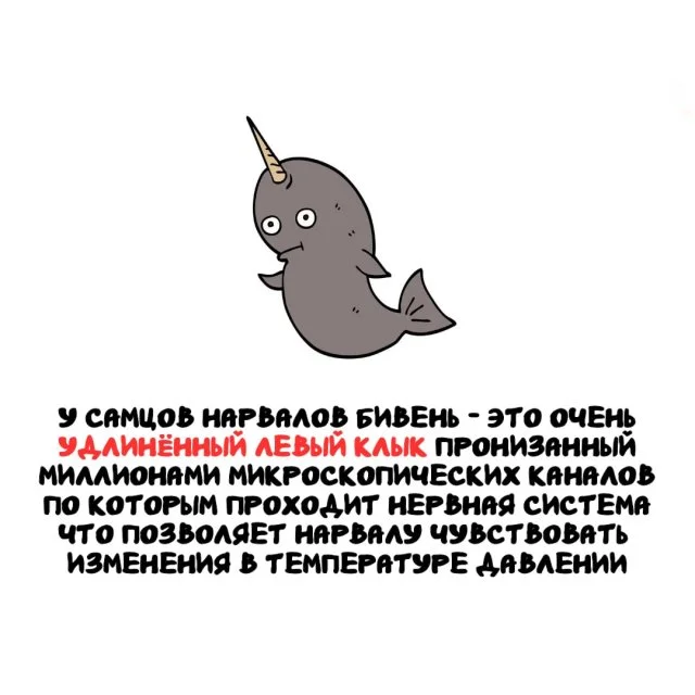 Факты на все случаи жизни: от забавных до удивительных