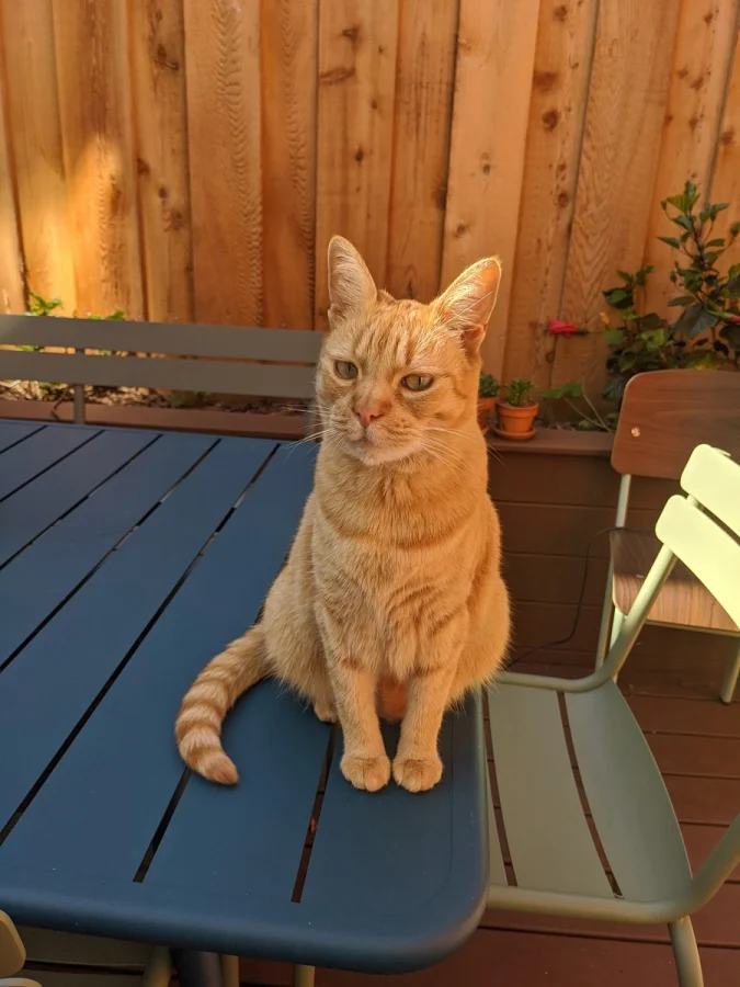 18 забавных историй о том, как люди находили у себя дома чужих котов