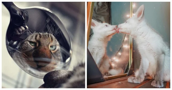 20 милых реакций животных, впервые увидевших себя в зеркале