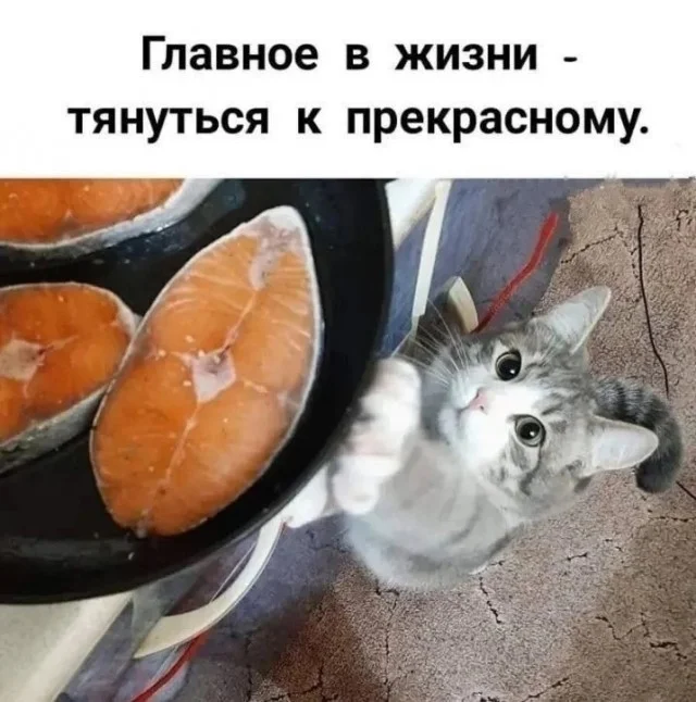 Кото-юмор