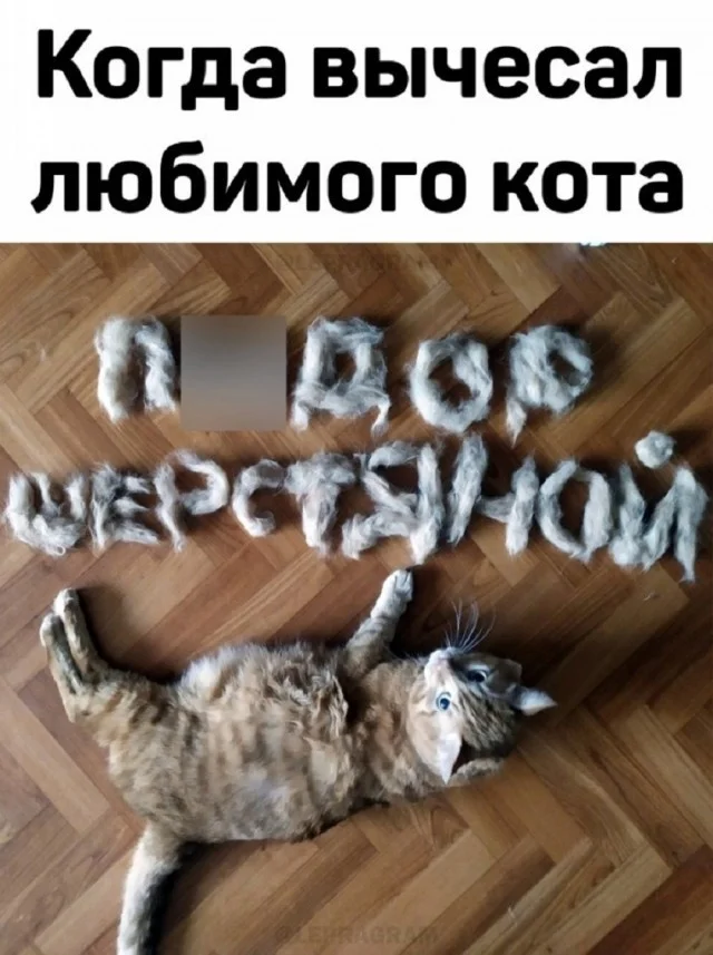 Кото-юмор