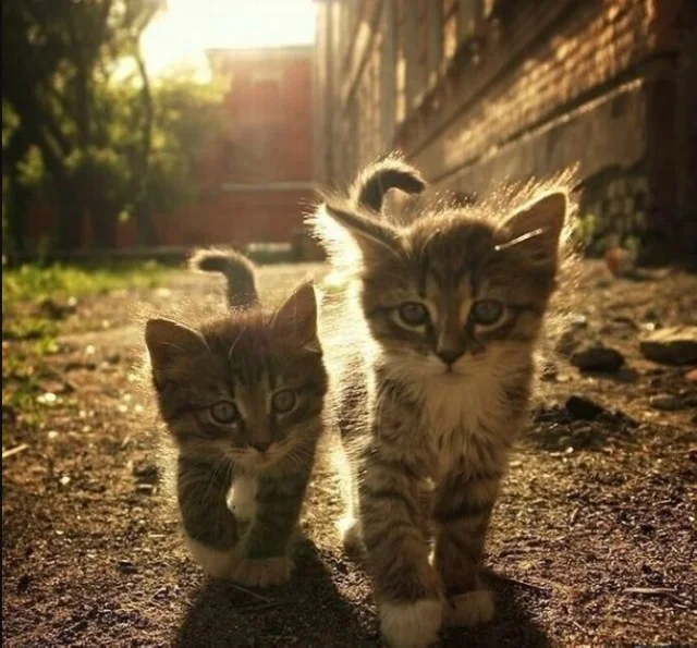 Всякие картинки