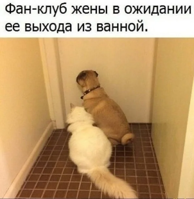 Мемы в ленту