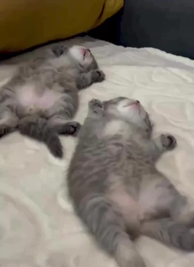 Объевся молотька и споть