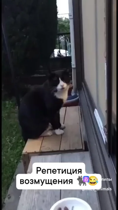 Кот-говорун