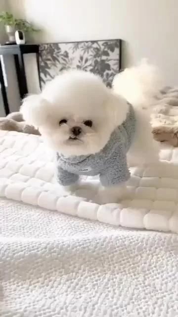 Подозрительная собака