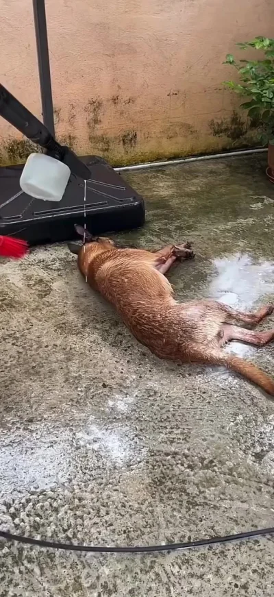 Банный день...