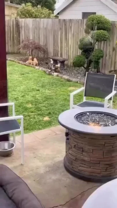 Жестокие кадры!