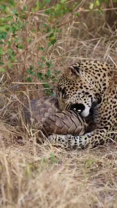 Как же тебя вскрыть?