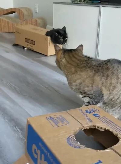 Котики и коробки