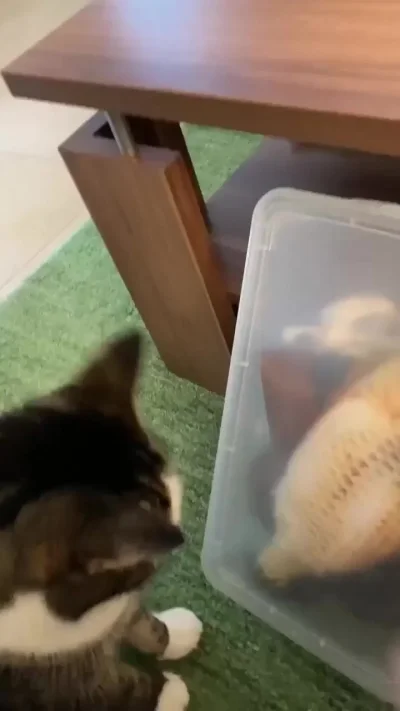 Выпустите рыбов!