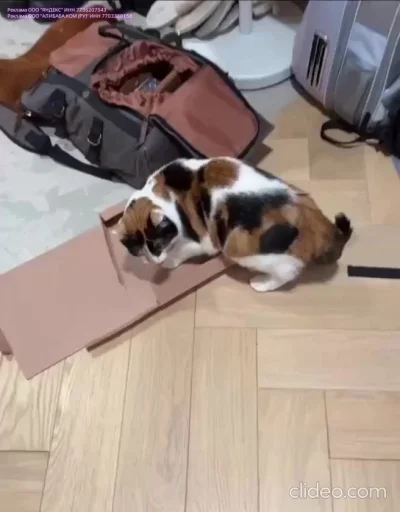 Ето мой орешек!