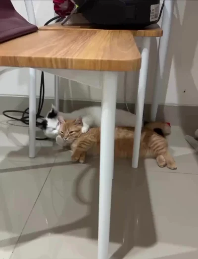 Дегустация показала, что вы сладкая буличка :3