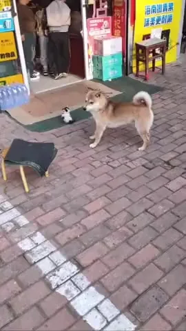 Ты тут на кого тявельник разинул?