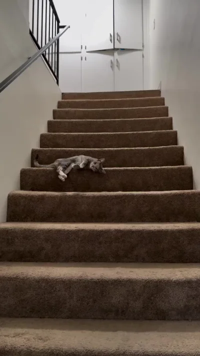 Кошачья гимнастика