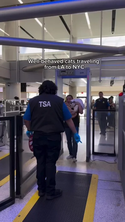 Кошки-путешественницы