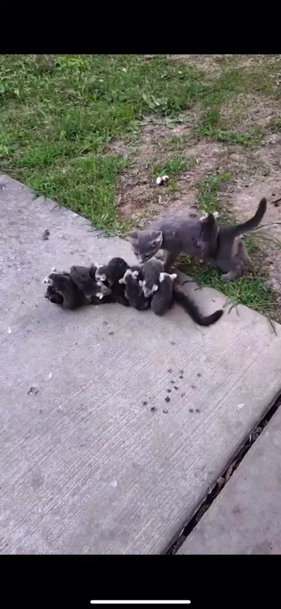 Котоссум