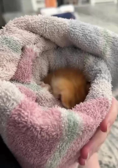 Шаурмишечка