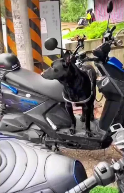 Собака-охраняка