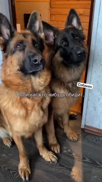 Моня - это сила!