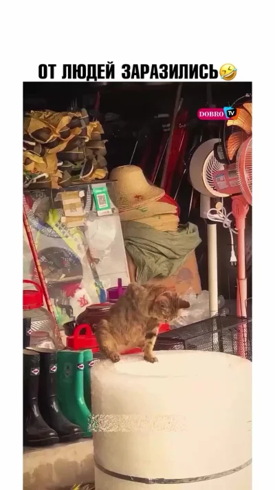 От людей переняли