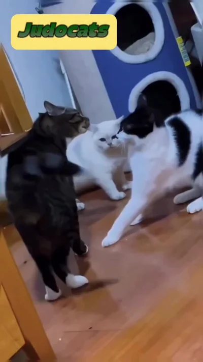 Ко-то-дзю-до