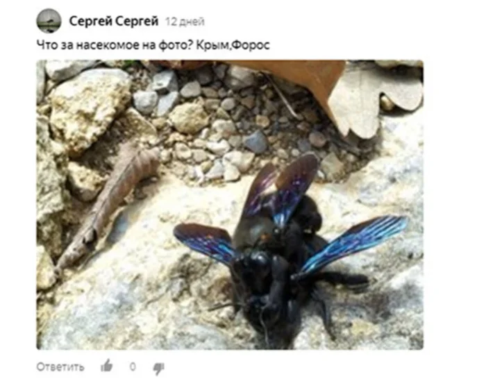 Что известно о загадочном фиолетовом шмеле-плотнике