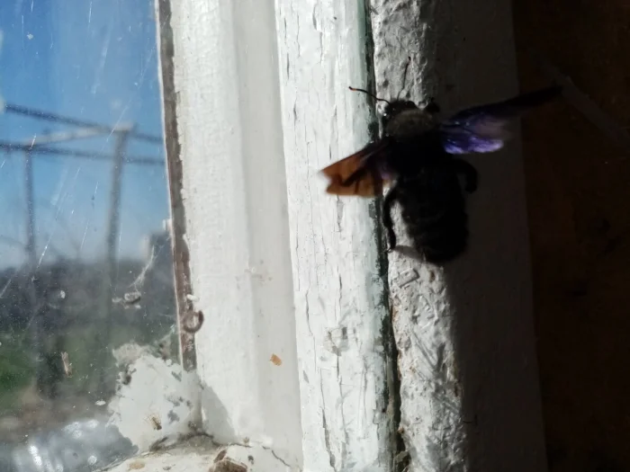 Что известно о загадочном фиолетовом шмеле-плотнике