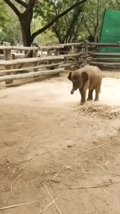 Хобот. До 1 года слонята не понимают, что это такое и как этим пользоваться)