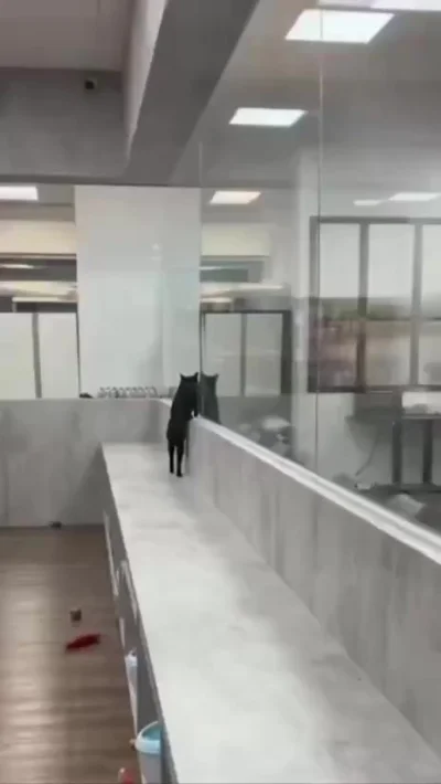 Они эволюционируют, не мешайте