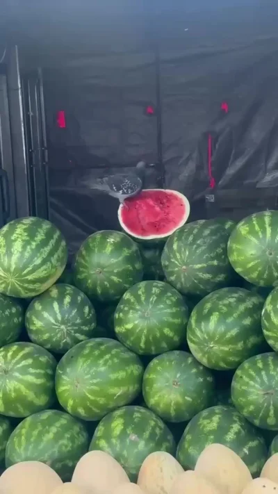 Хоть какой-то толк от голубей заметили в Подмосковье