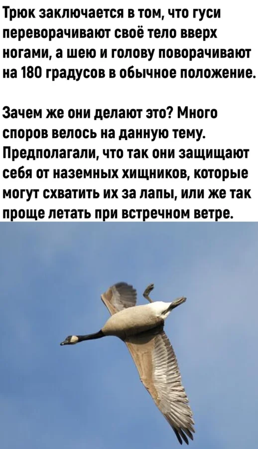 Просто гуси